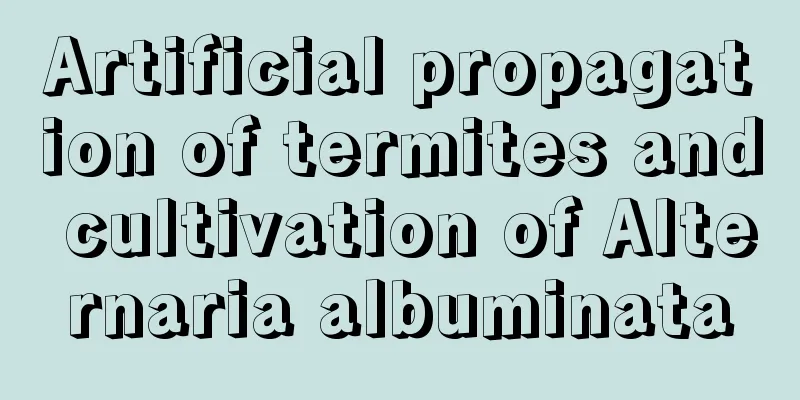 Artificial propagation of termites and cultivation of Alternaria albuminata