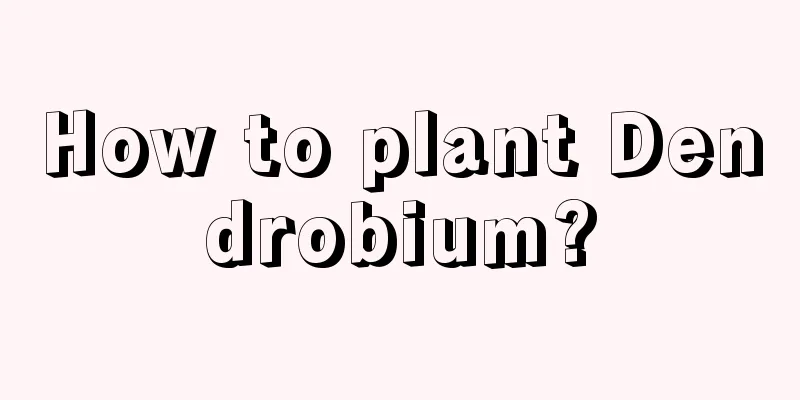 How to plant Dendrobium?