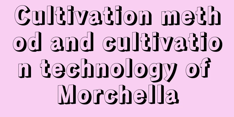 Cultivation method and cultivation technology of Morchella