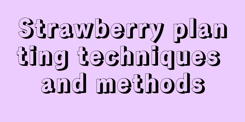 Strawberry planting techniques and methods