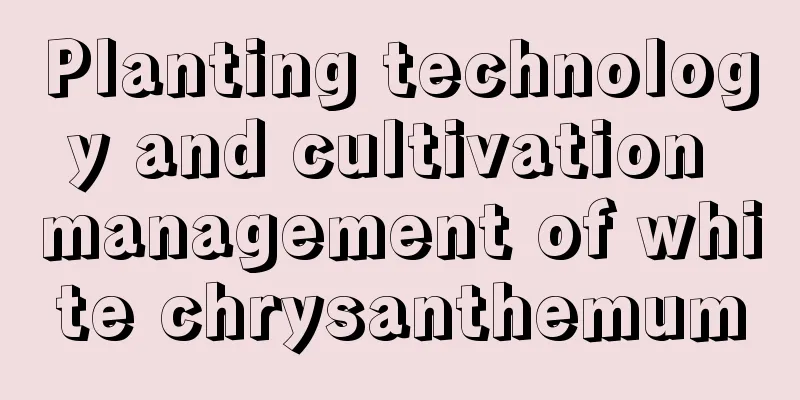 Planting technology and cultivation management of white chrysanthemum