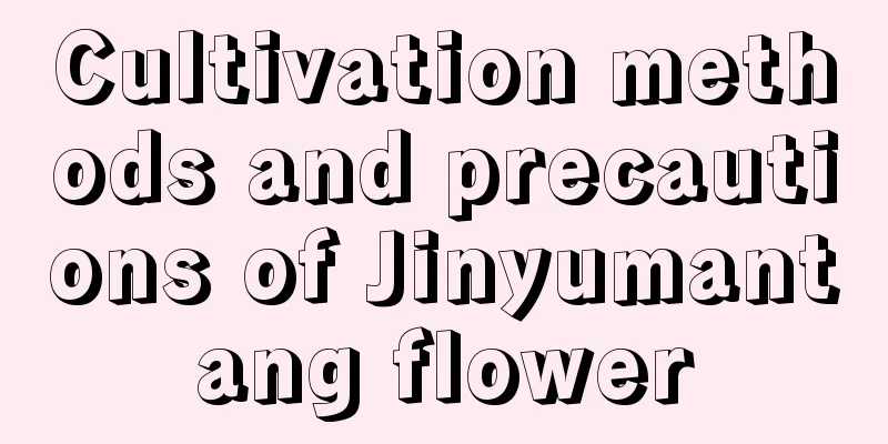 Cultivation methods and precautions of Jinyumantang flower