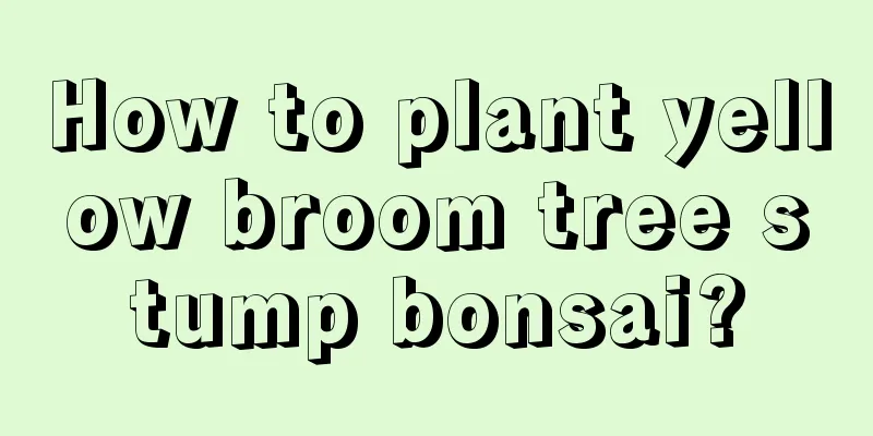 How to plant yellow broom tree stump bonsai?