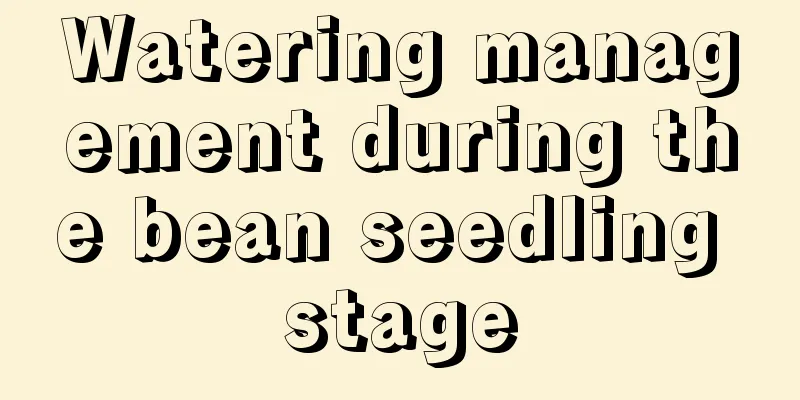 Watering management during the bean seedling stage