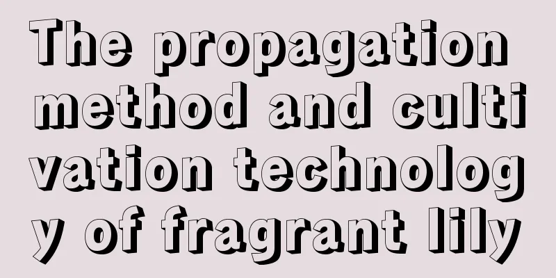 The propagation method and cultivation technology of fragrant lily