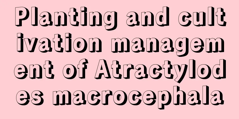 Planting and cultivation management of Atractylodes macrocephala