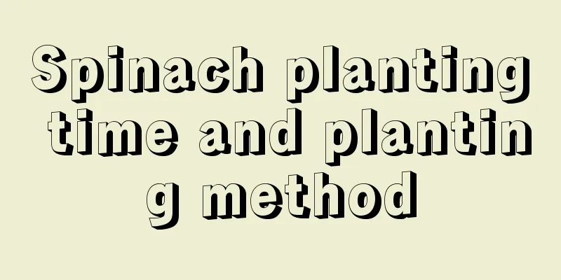 Spinach planting time and planting method