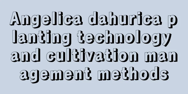 Angelica dahurica planting technology and cultivation management methods