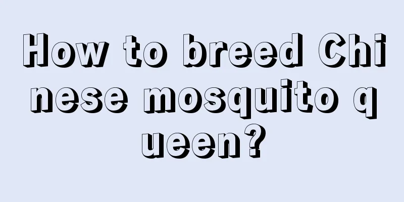 How to breed Chinese mosquito queen?