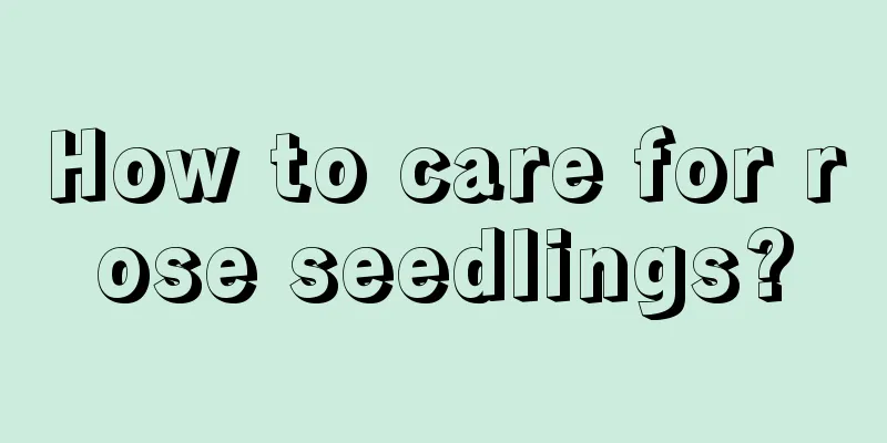 How to care for rose seedlings?