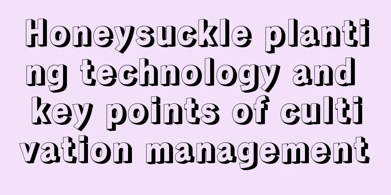 Honeysuckle planting technology and key points of cultivation management