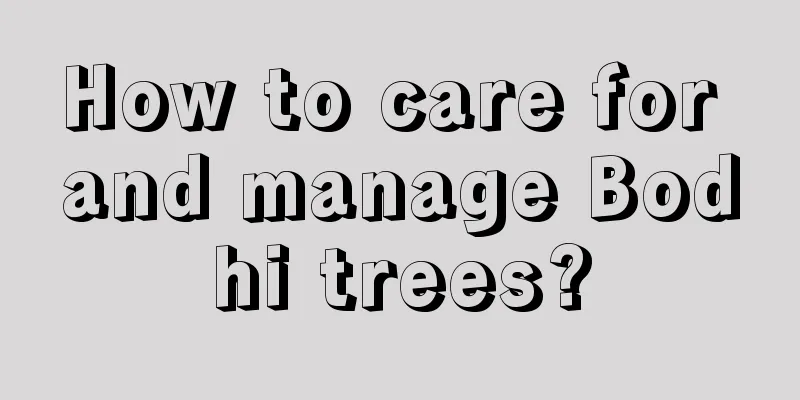 How to care for and manage Bodhi trees?