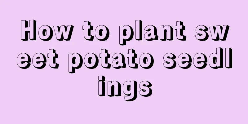 How to plant sweet potato seedlings