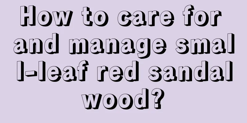 How to care for and manage small-leaf red sandalwood?