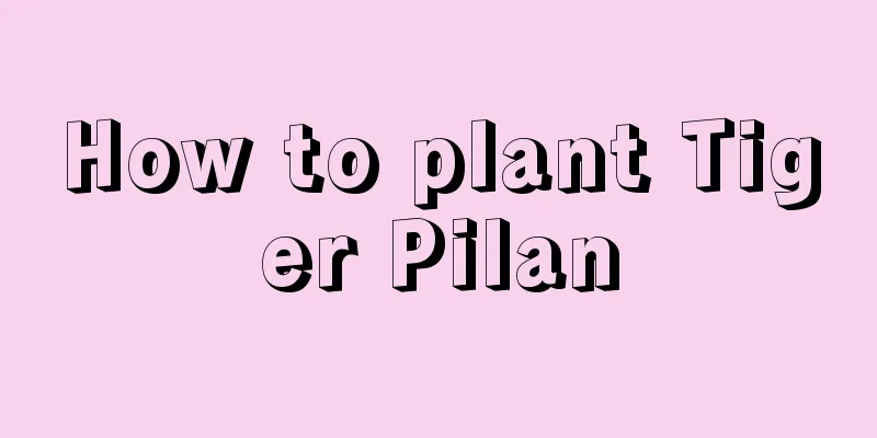 How to plant Tiger Pilan