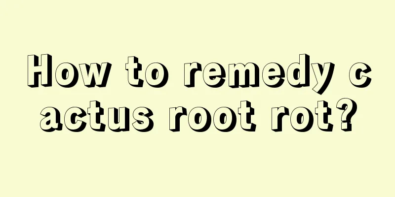 How to remedy cactus root rot?