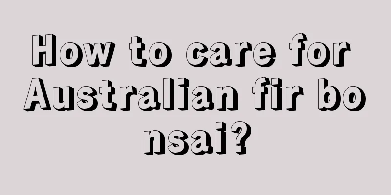 How to care for Australian fir bonsai?