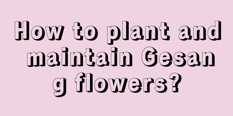 How to plant and maintain Gesang flowers?