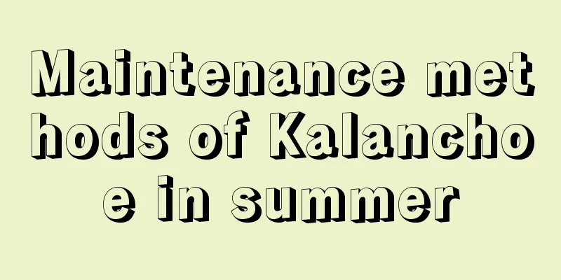 Maintenance methods of Kalanchoe in summer