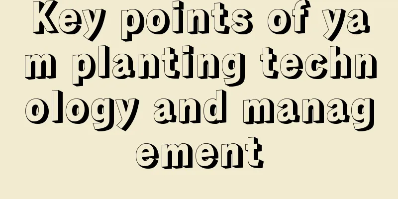 Key points of yam planting technology and management