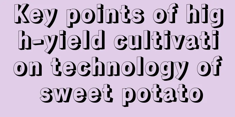 Key points of high-yield cultivation technology of sweet potato