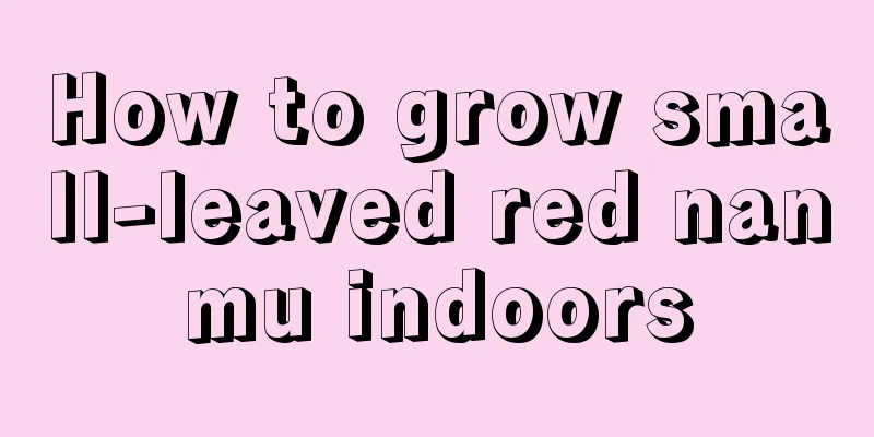 How to grow small-leaved red nanmu indoors