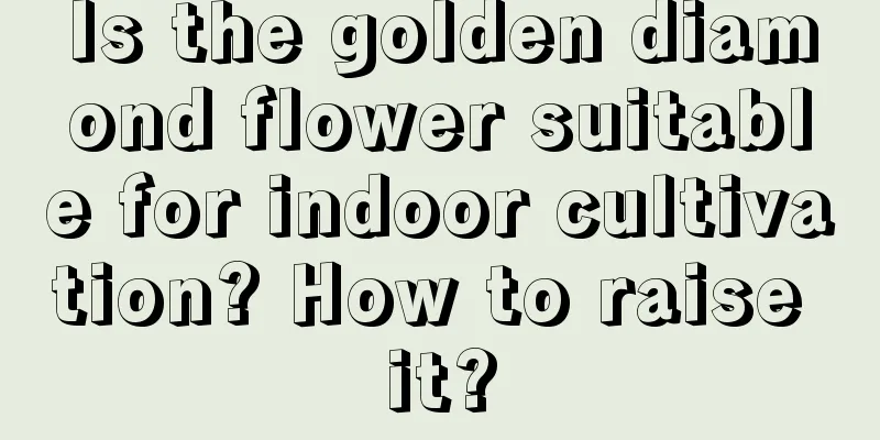 Is the golden diamond flower suitable for indoor cultivation? How to raise it?