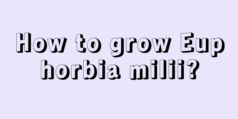 How to grow Euphorbia milii?