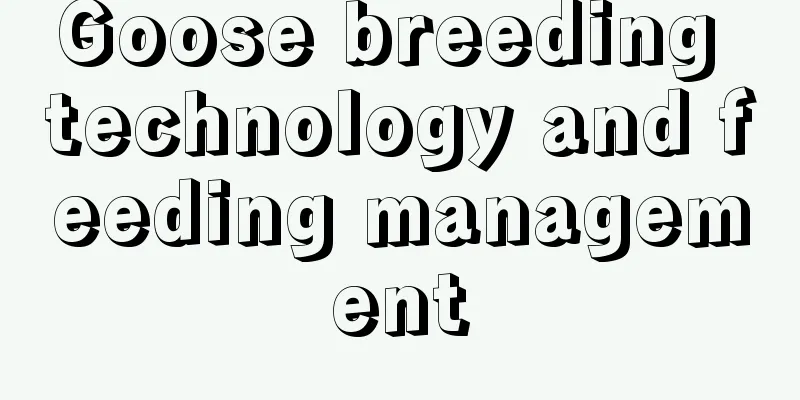 Goose breeding technology and feeding management