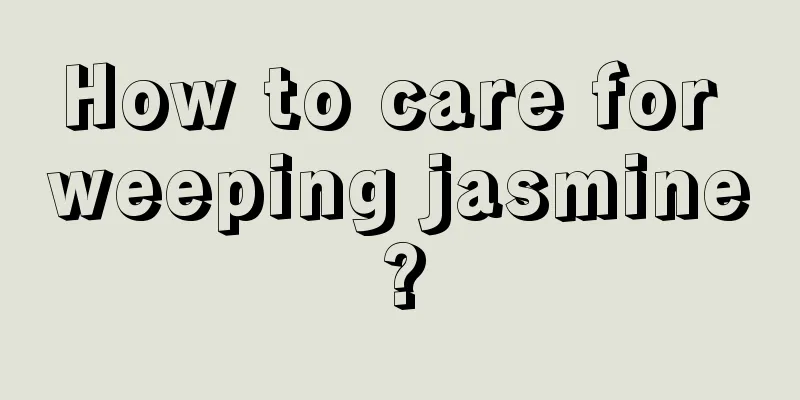 How to care for weeping jasmine?