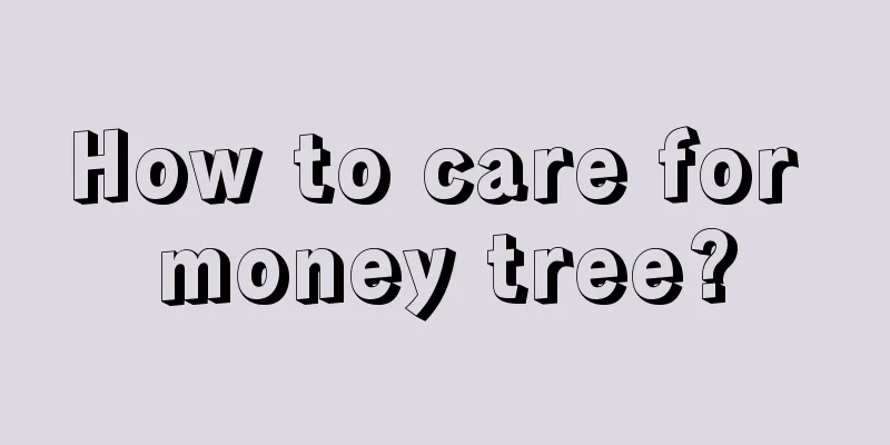 How to care for money tree?