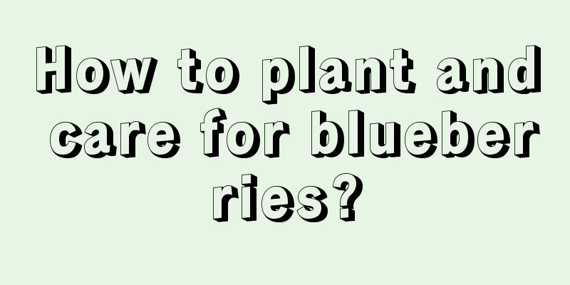 How to plant and care for blueberries?