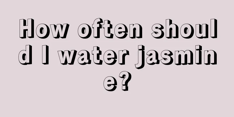 How often should I water jasmine?