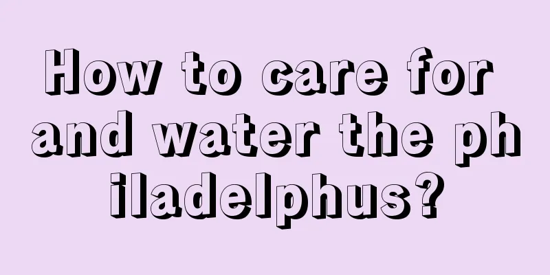 How to care for and water the philadelphus?