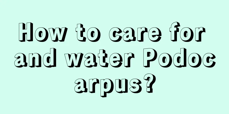 How to care for and water Podocarpus?