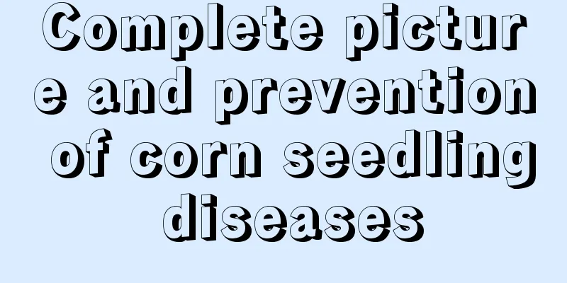 Complete picture and prevention of corn seedling diseases