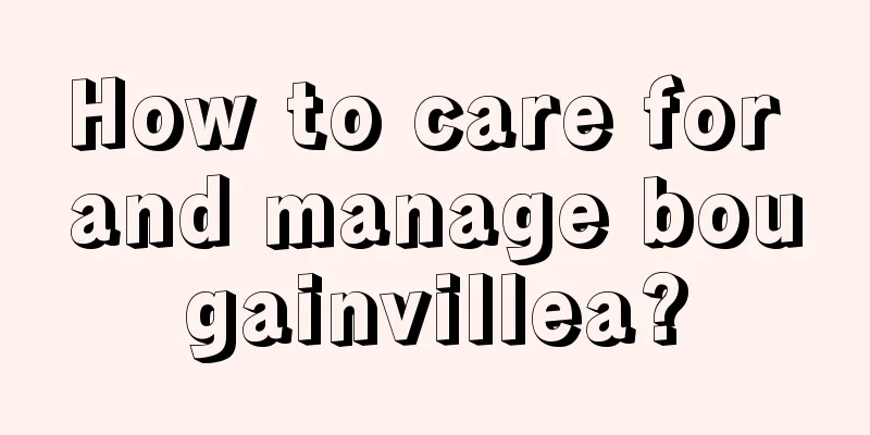 How to care for and manage bougainvillea?