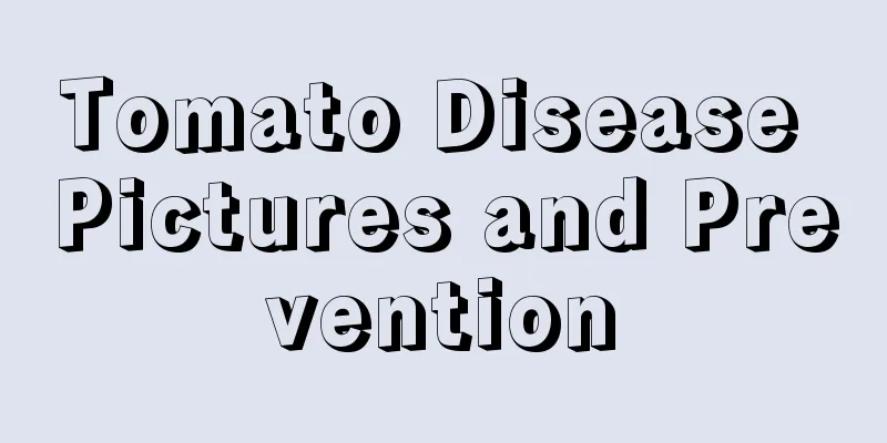 Tomato Disease Pictures and Prevention