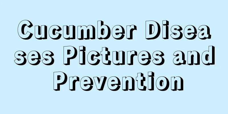 Cucumber Diseases Pictures and Prevention