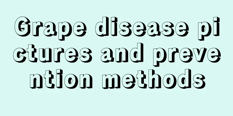 Grape disease pictures and prevention methods