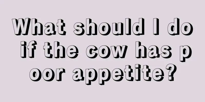 What should I do if the cow has poor appetite?