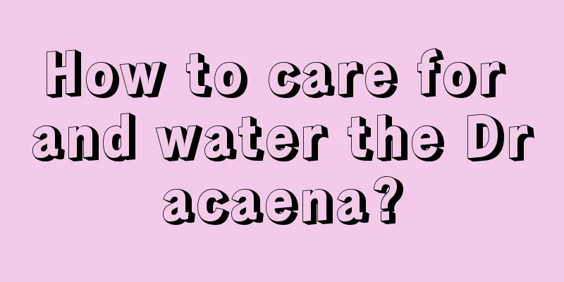 How to care for and water the Dracaena?