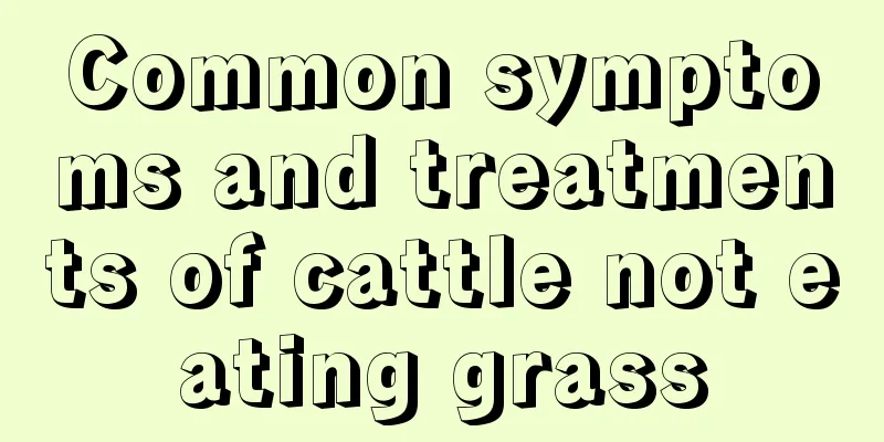 Common symptoms and treatments of cattle not eating grass