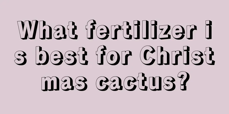 What fertilizer is best for Christmas cactus?