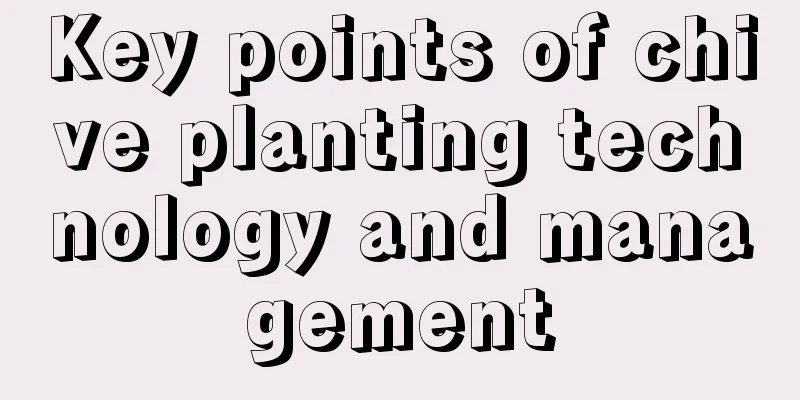 Key points of chive planting technology and management