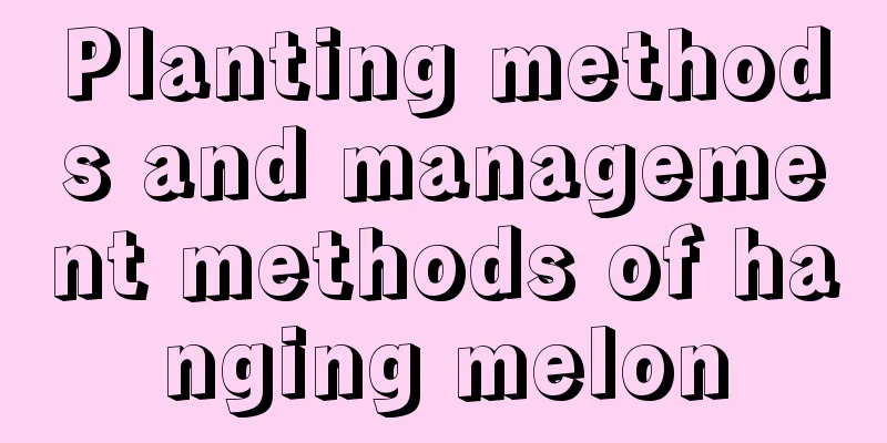 Planting methods and management methods of hanging melon