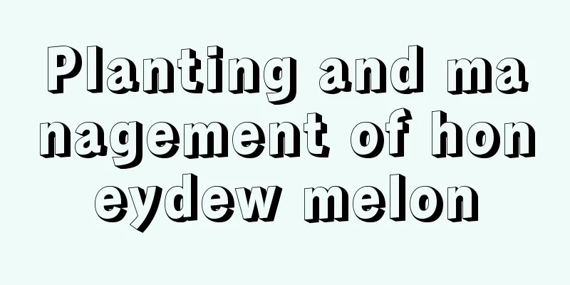 Planting and management of honeydew melon