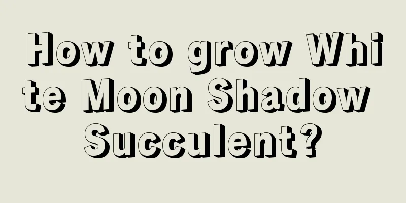 How to grow White Moon Shadow Succulent?