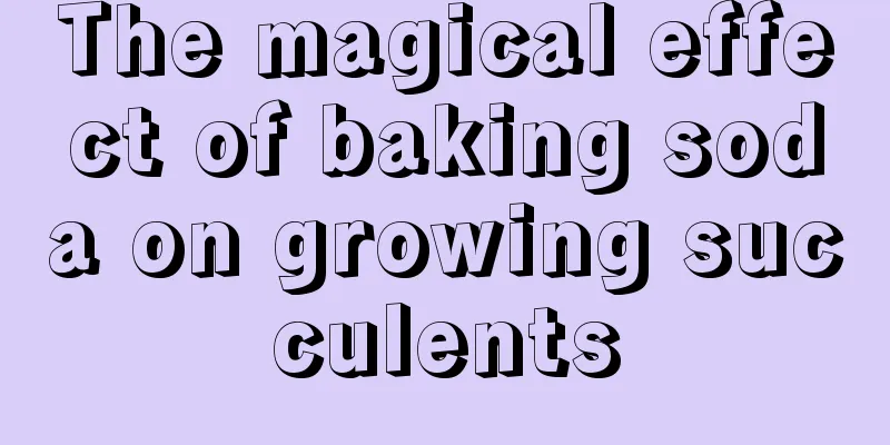 The magical effect of baking soda on growing succulents