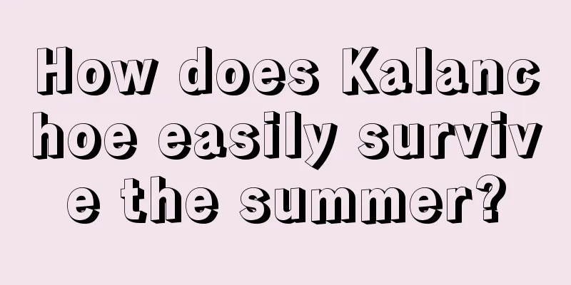 How does Kalanchoe easily survive the summer?